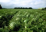 Watermelon field