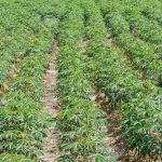 21929676-row-of-cassava-plantation