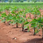 The cassava growing in plantation during the rainy season in Thailand