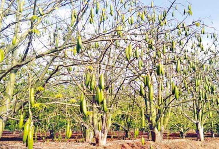 இலவம்பஞ்சு அதிகமாக கிடைப்பது எந்த வகை மரங்களில்..?