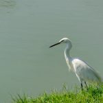 white-crane-bird